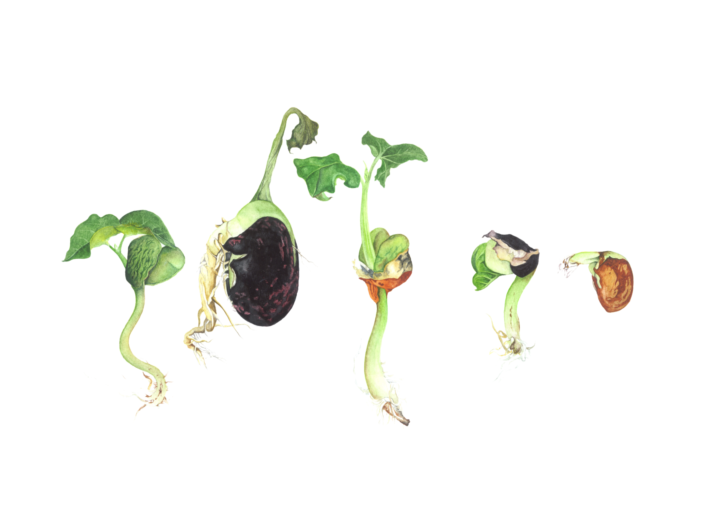 Plant Life