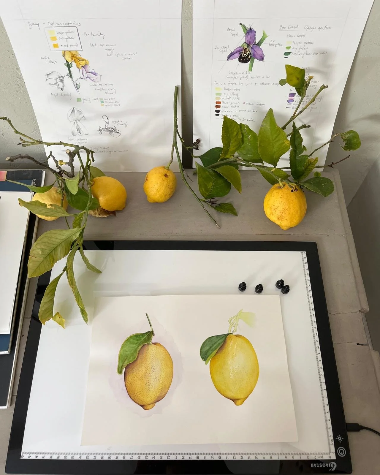 lemon images.JPG