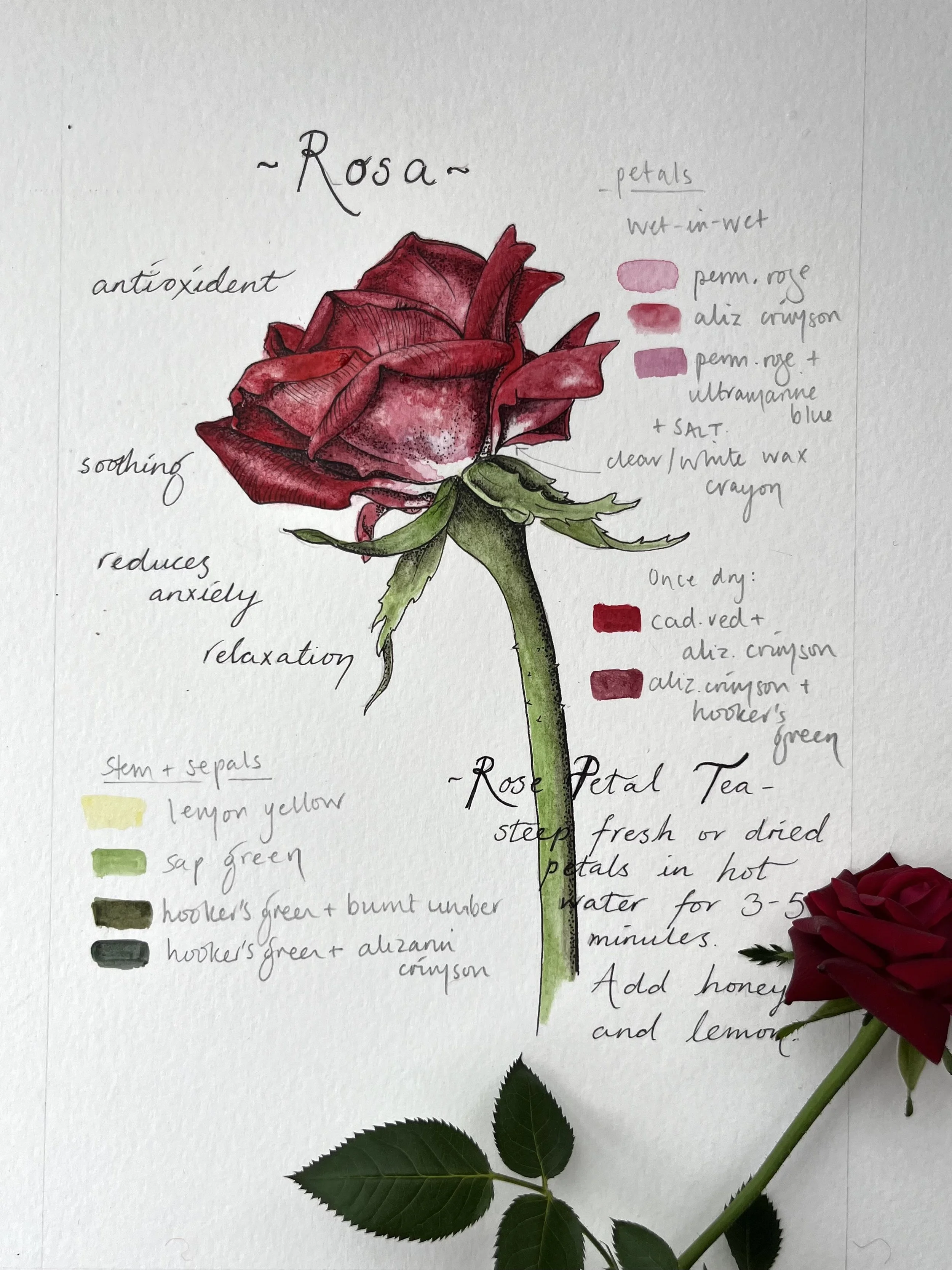 rose2.jpg
