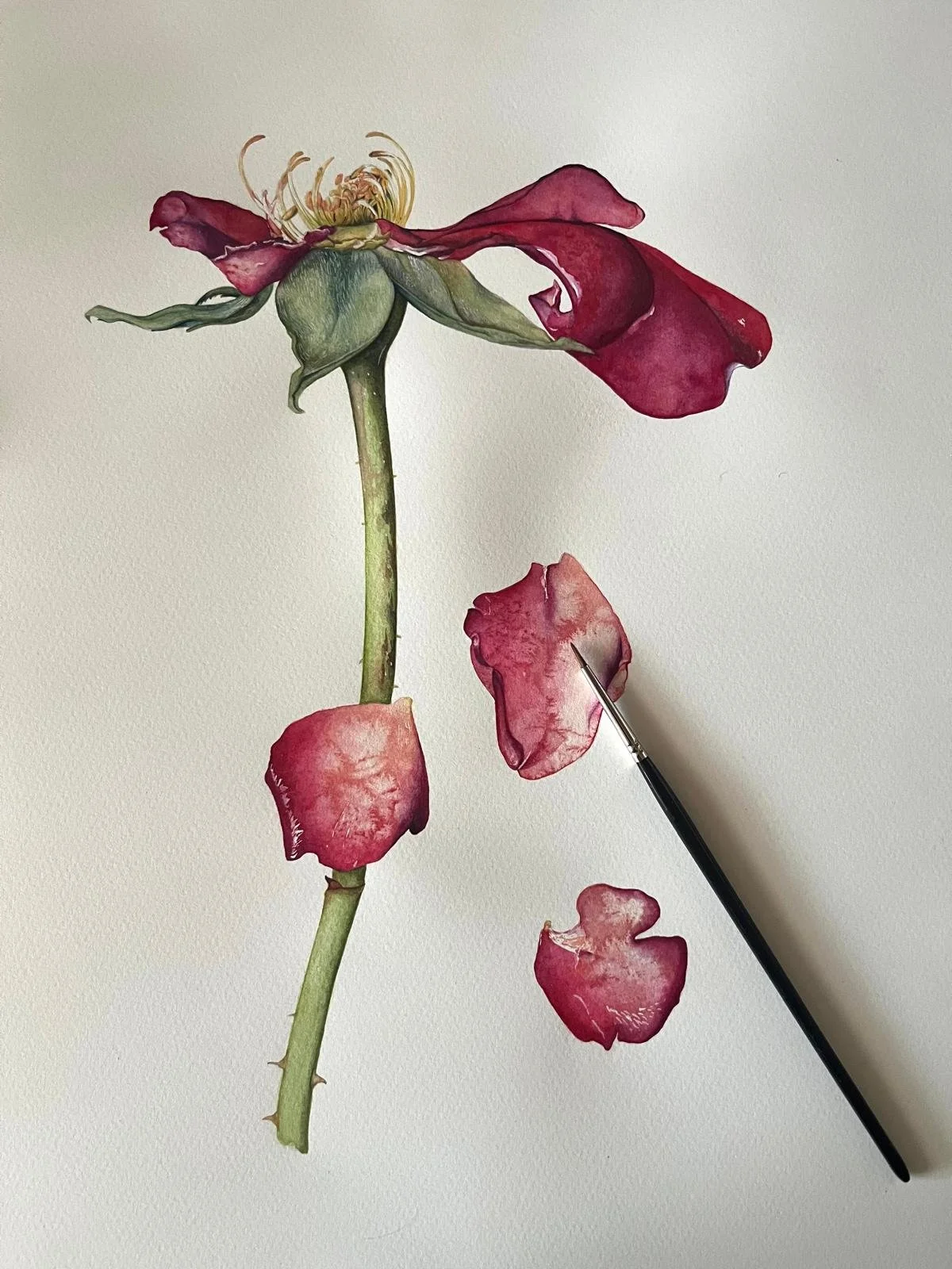 old rose.JPG
