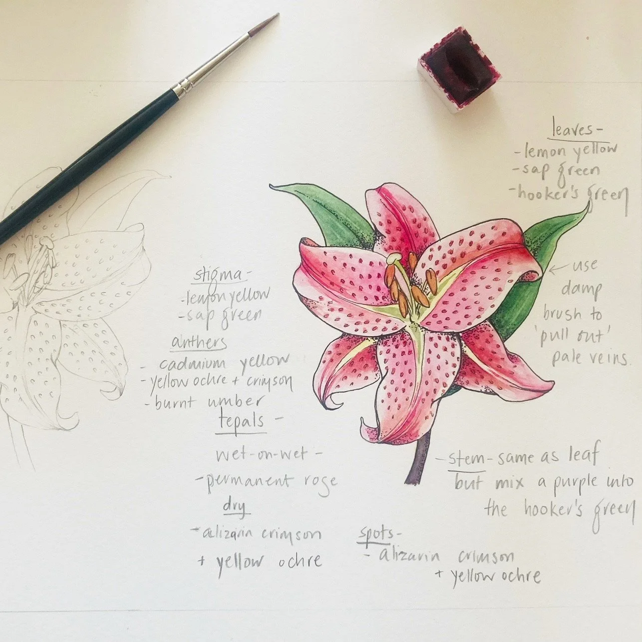 lily example.jpg