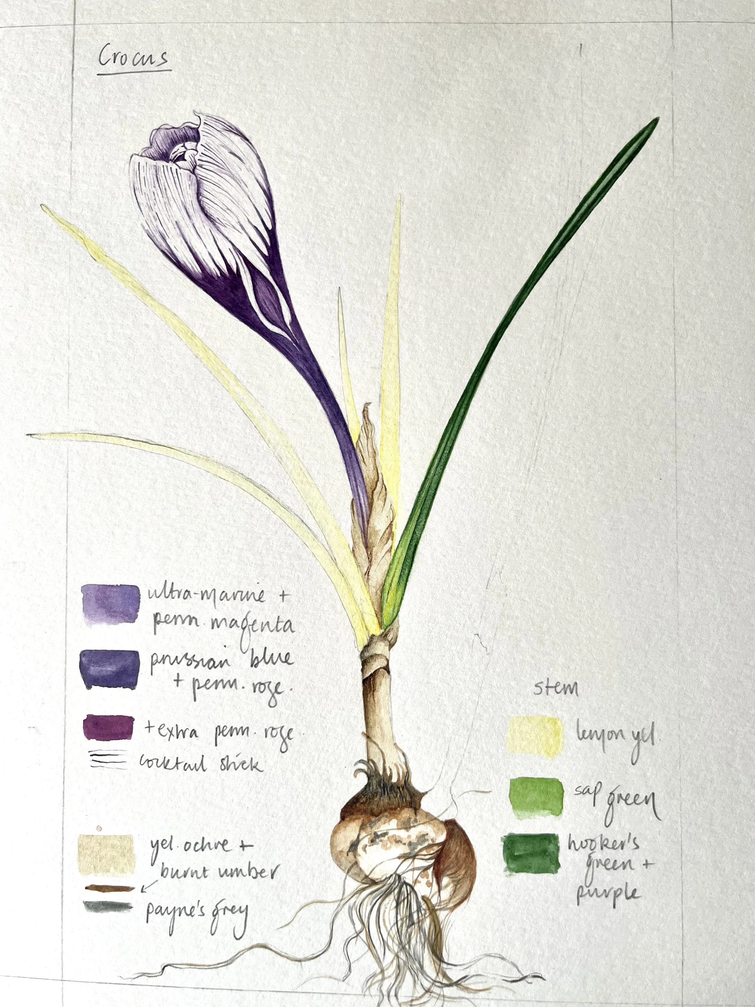 crocus.jpg
