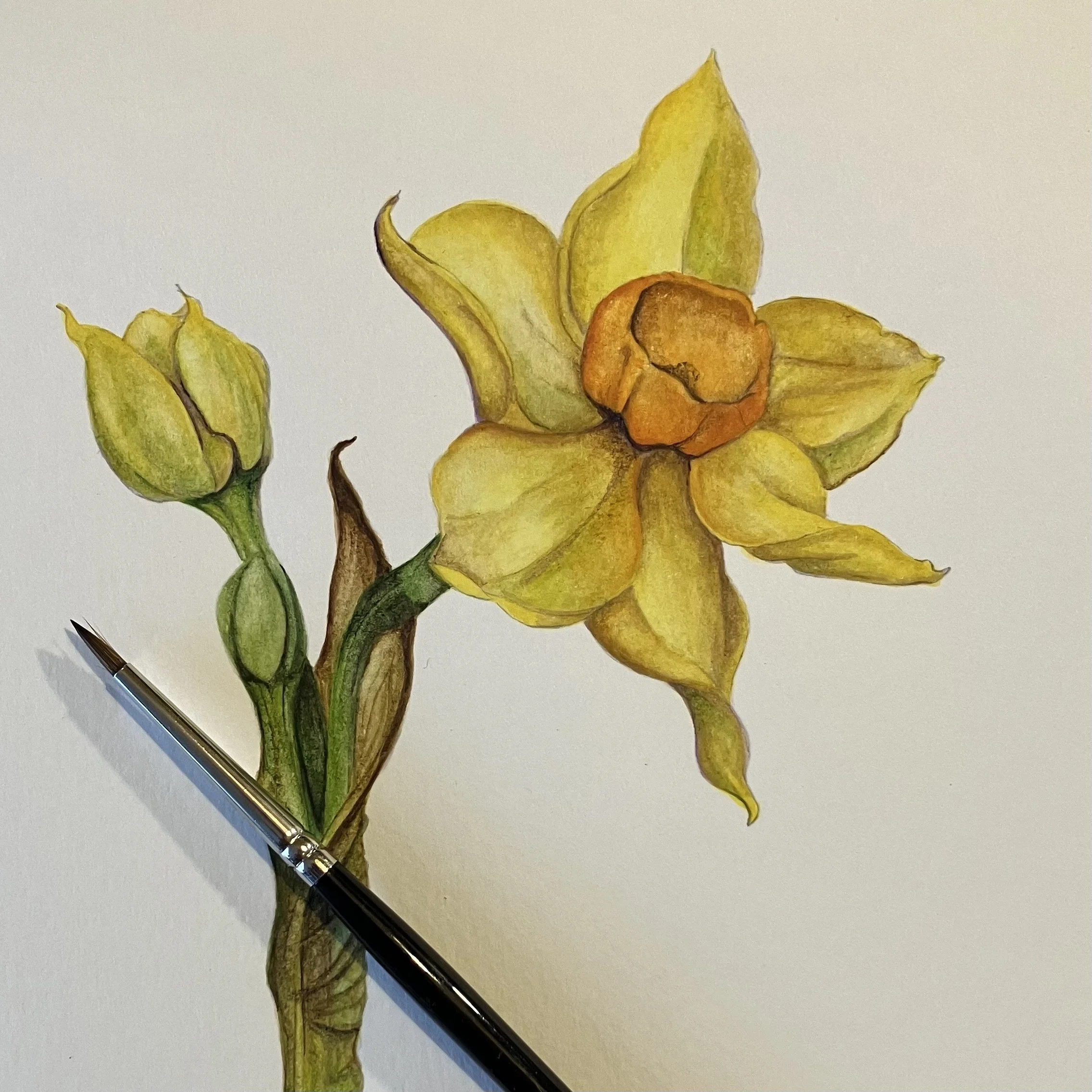 daffodil.jpg