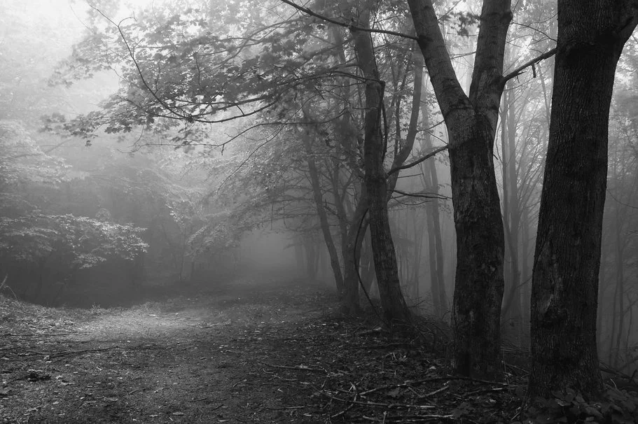 335345__forest-of-mystery_p.jpg
