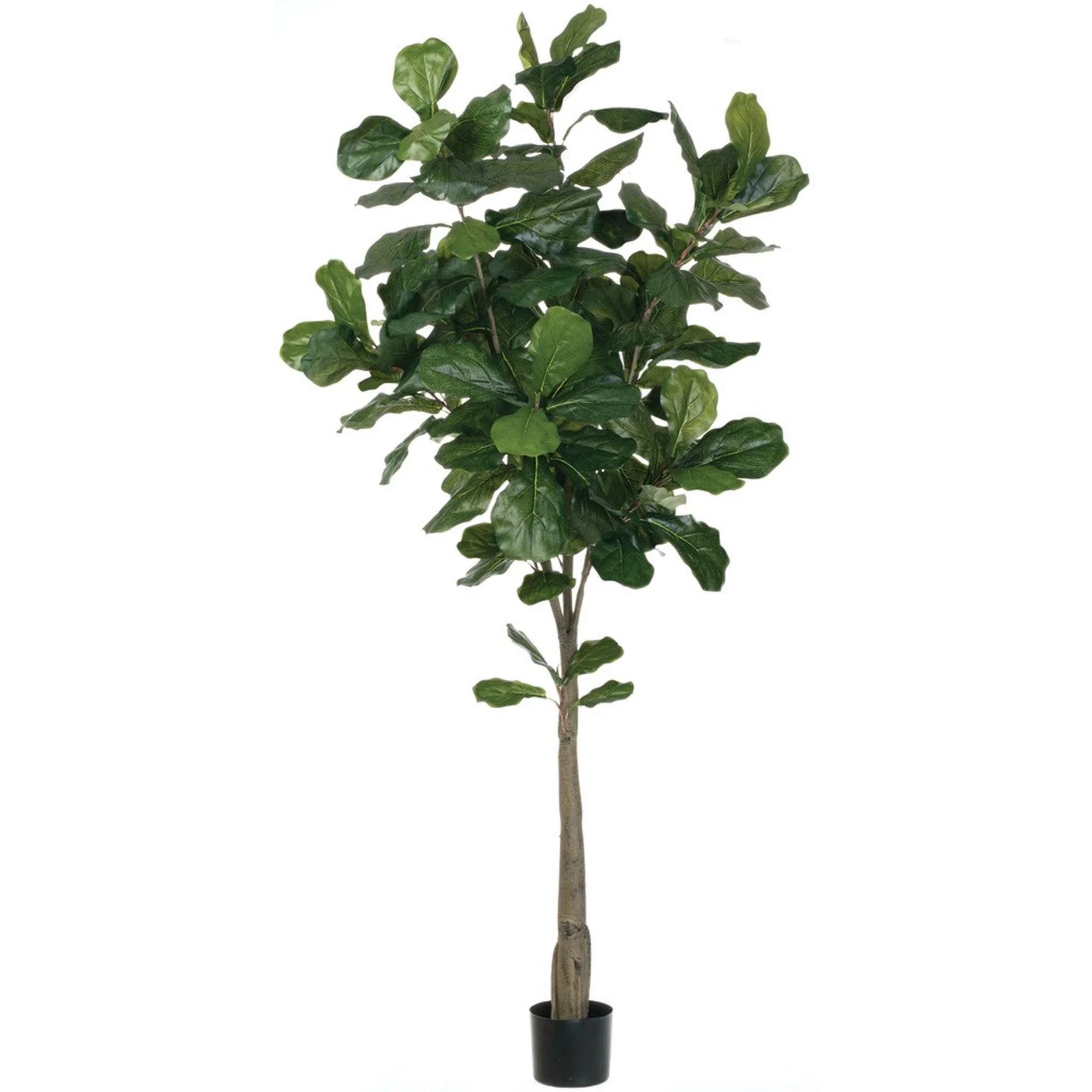 6'2” Fiddle Leaf Tree, Amanda’s House Of Elegance ($299.95)