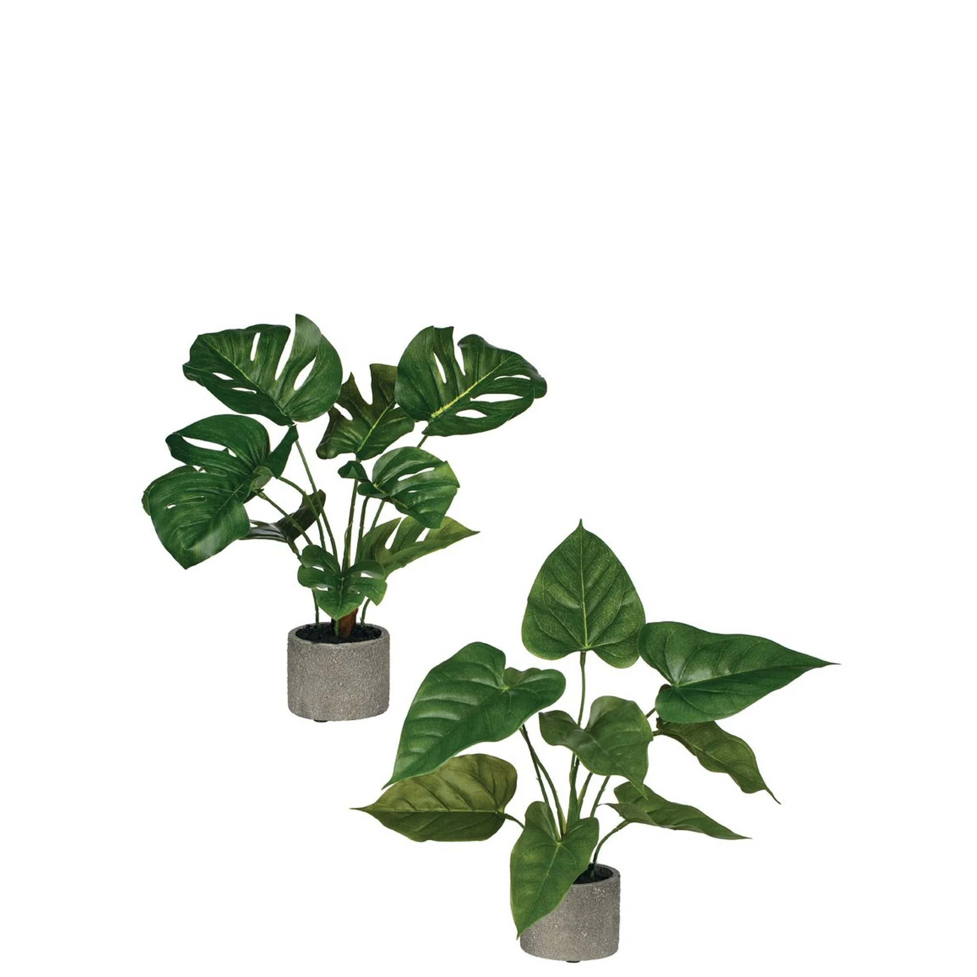 Philodendron & Anthurium in Cement Planters, Amanda’s House Of Elegance ($23.95 /ea)