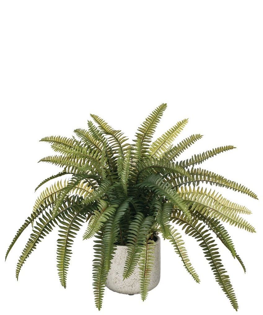 Potted Fern, Amanda’s House Of Elegance ($62.95)