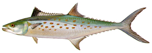 Spanish Mackeral