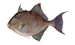 Triggerfish