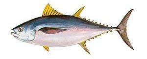 Bigeye Tuna