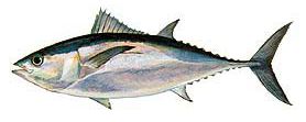 Blackfin Tuna