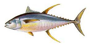 Yellowfin Tuna