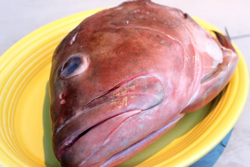 grouper head.jpg