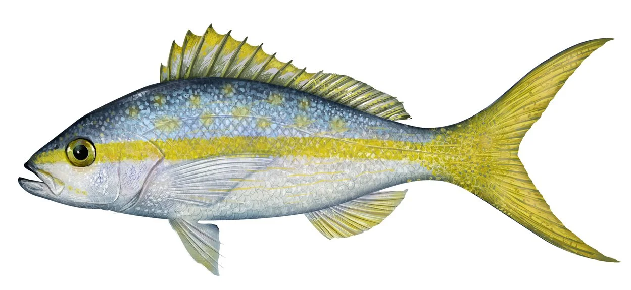 Yellowtail Snapper