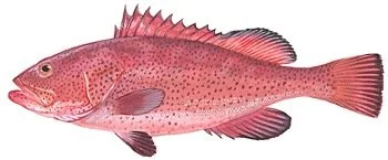 Red Hind Grouper