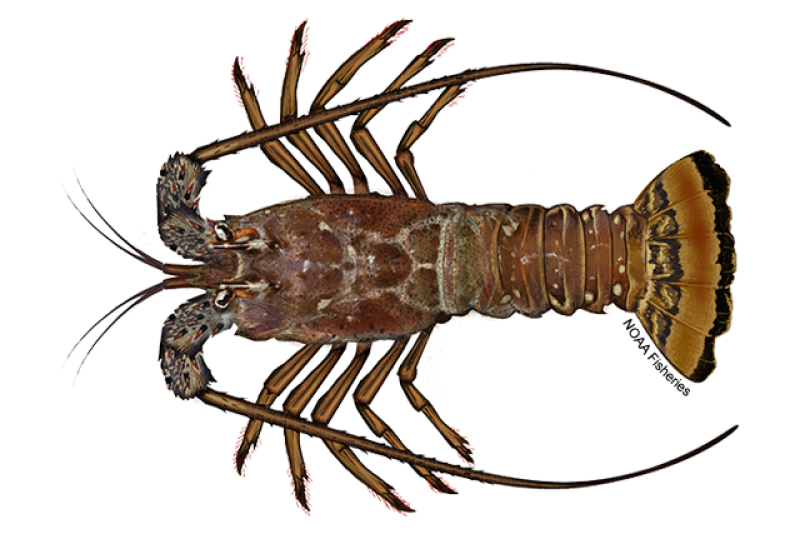 Spiney Lobster