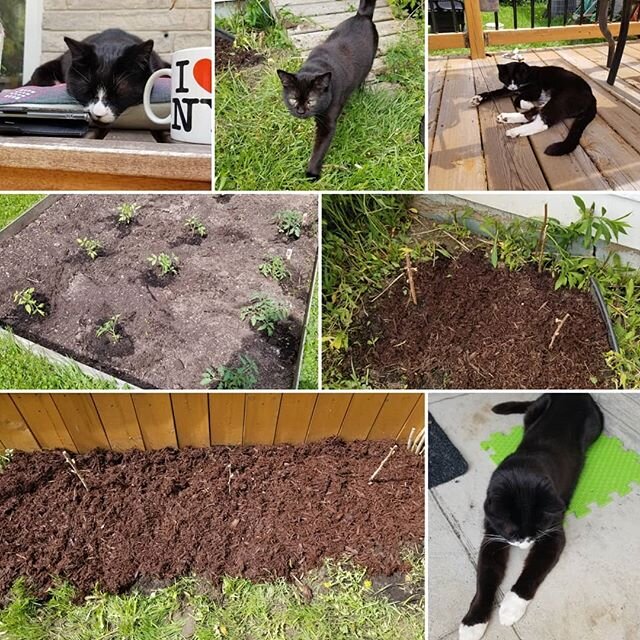 Cats and gardening on a fine Saturday #caturday #gardening #cats #raspberry #tomatoes