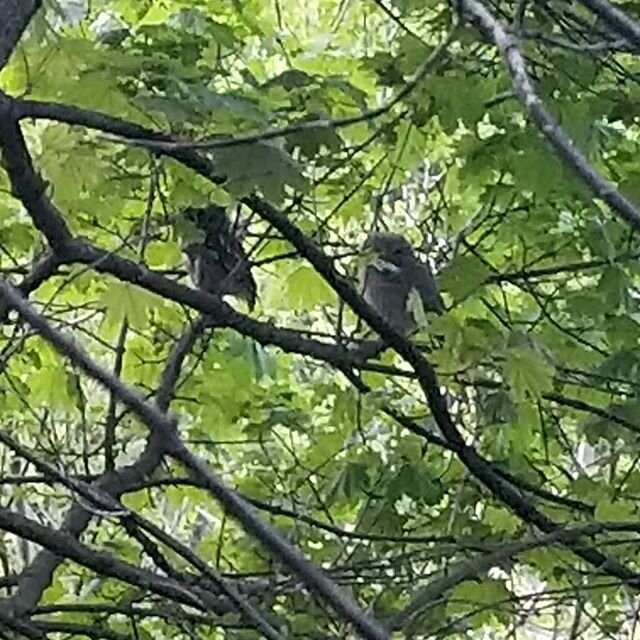 Lots of uncommon birdlife sighted in #springbankpark #londonontario on a walk last eve - a #blueheron and 4 #owls - nature reasserting itself in the quarantine I guess.
