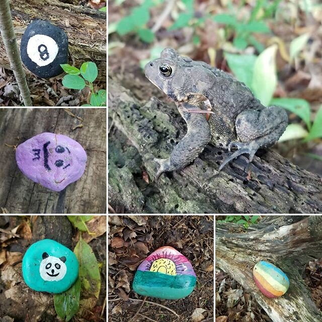 Some fresh rocks and a toad from today's evening walk. #londonontario #rocks #rockart #toad