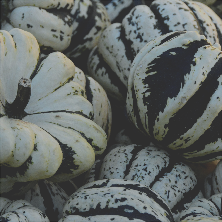 gourds-05.png