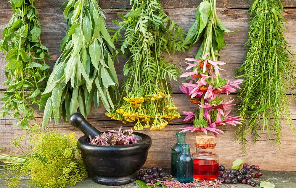 herbs-cold-flu-main-1000.jpg