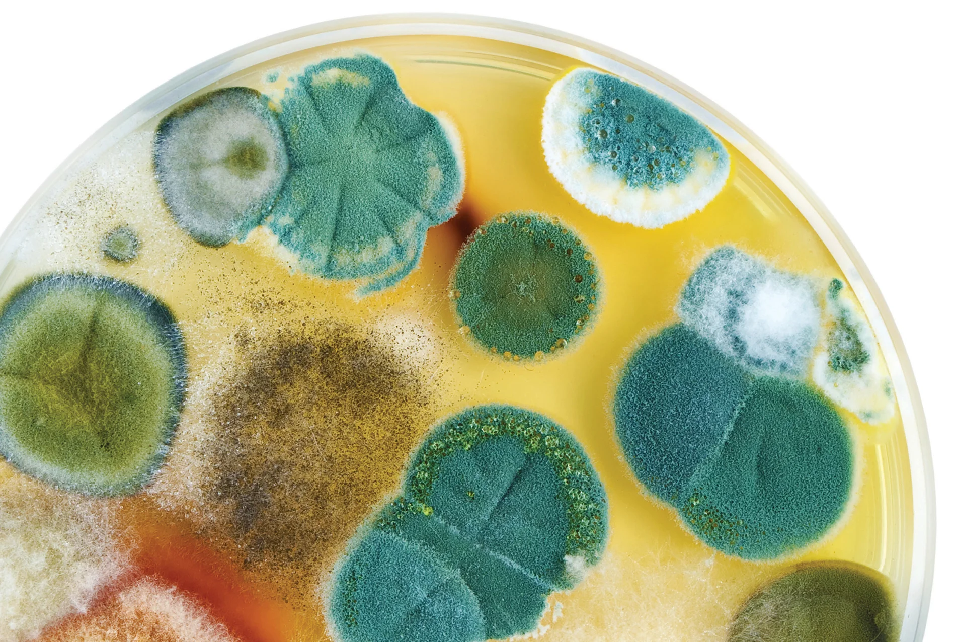 mold.jpg