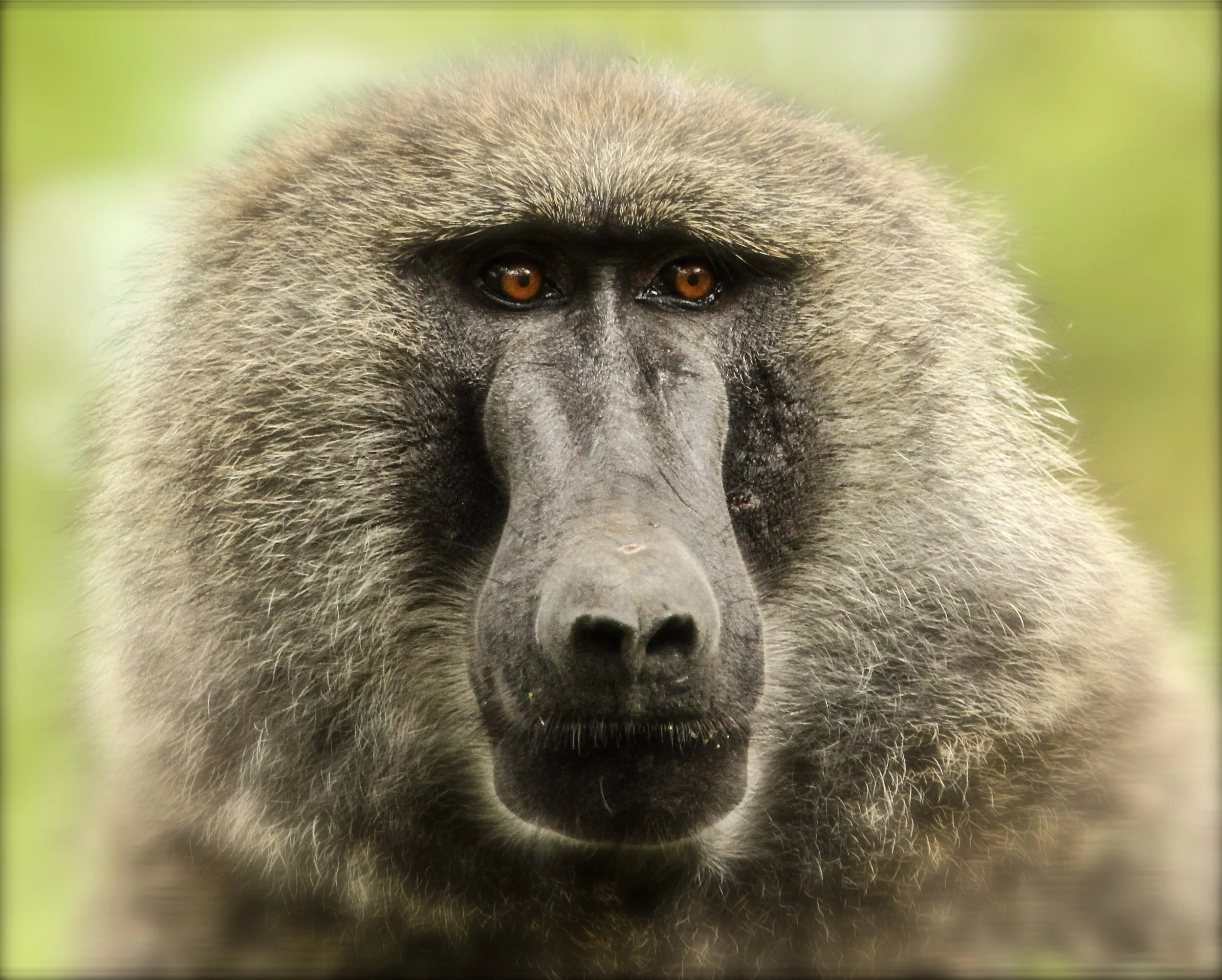  Olive Baboon 