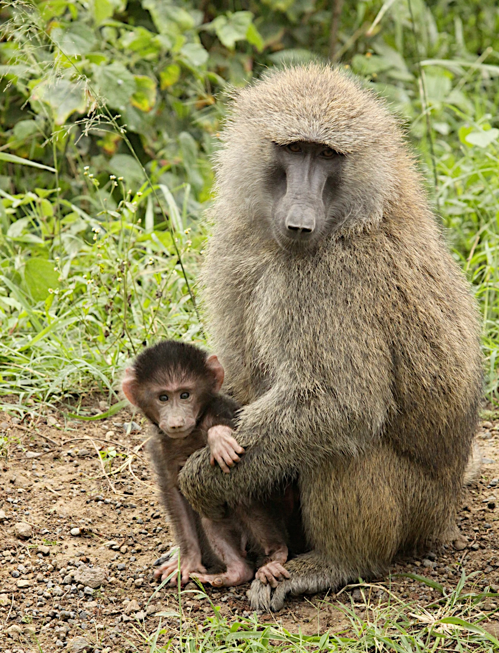  Olive Baboon, mom and baby. 