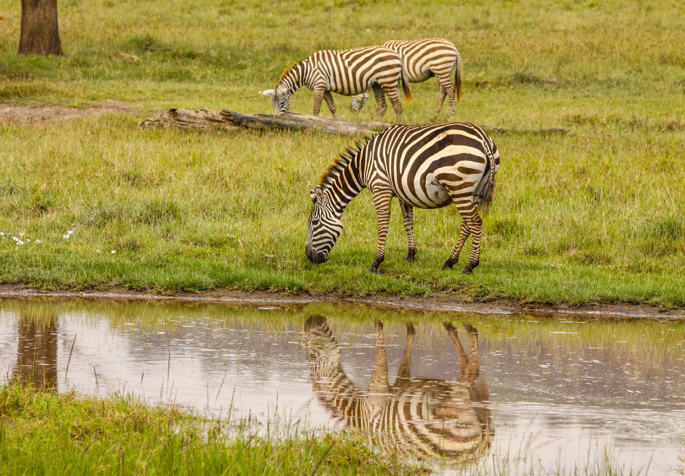  Plains Zebra 