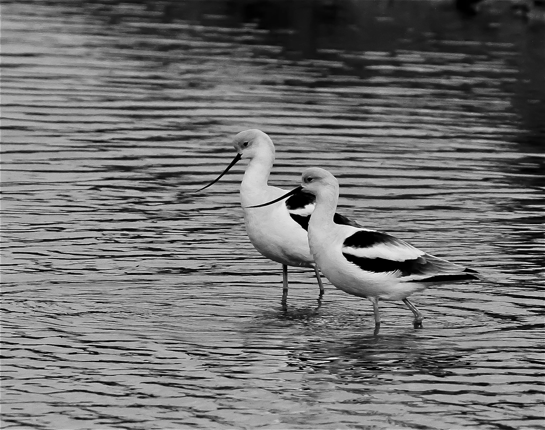  American Avocet, Bolsa Chica 
