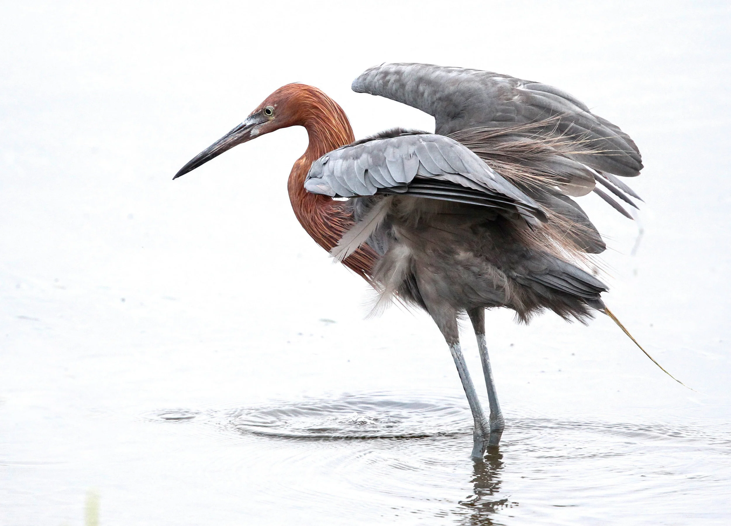 Reddish Egret, Bolsa Chica 