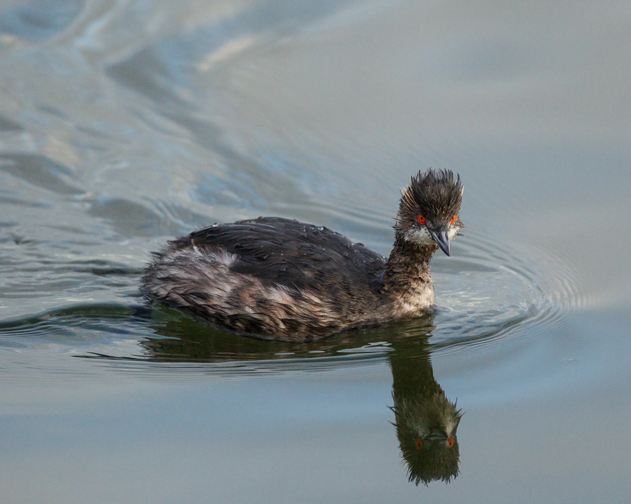  Eared Grebe, Bolsa Chica 