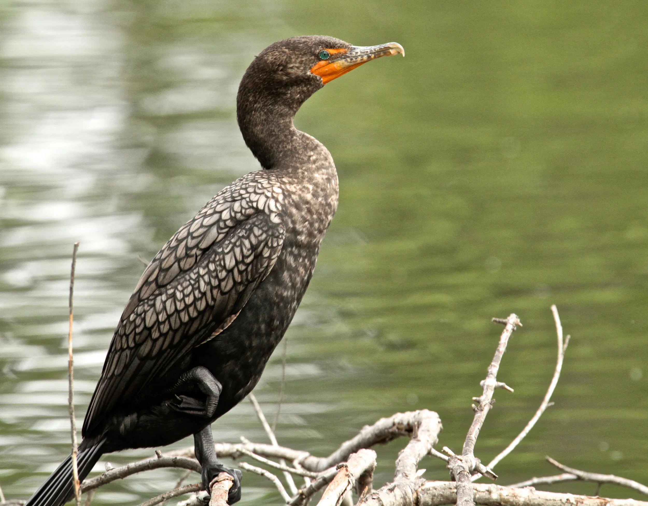  Double-crested Cormorant, Bolsa Chica 