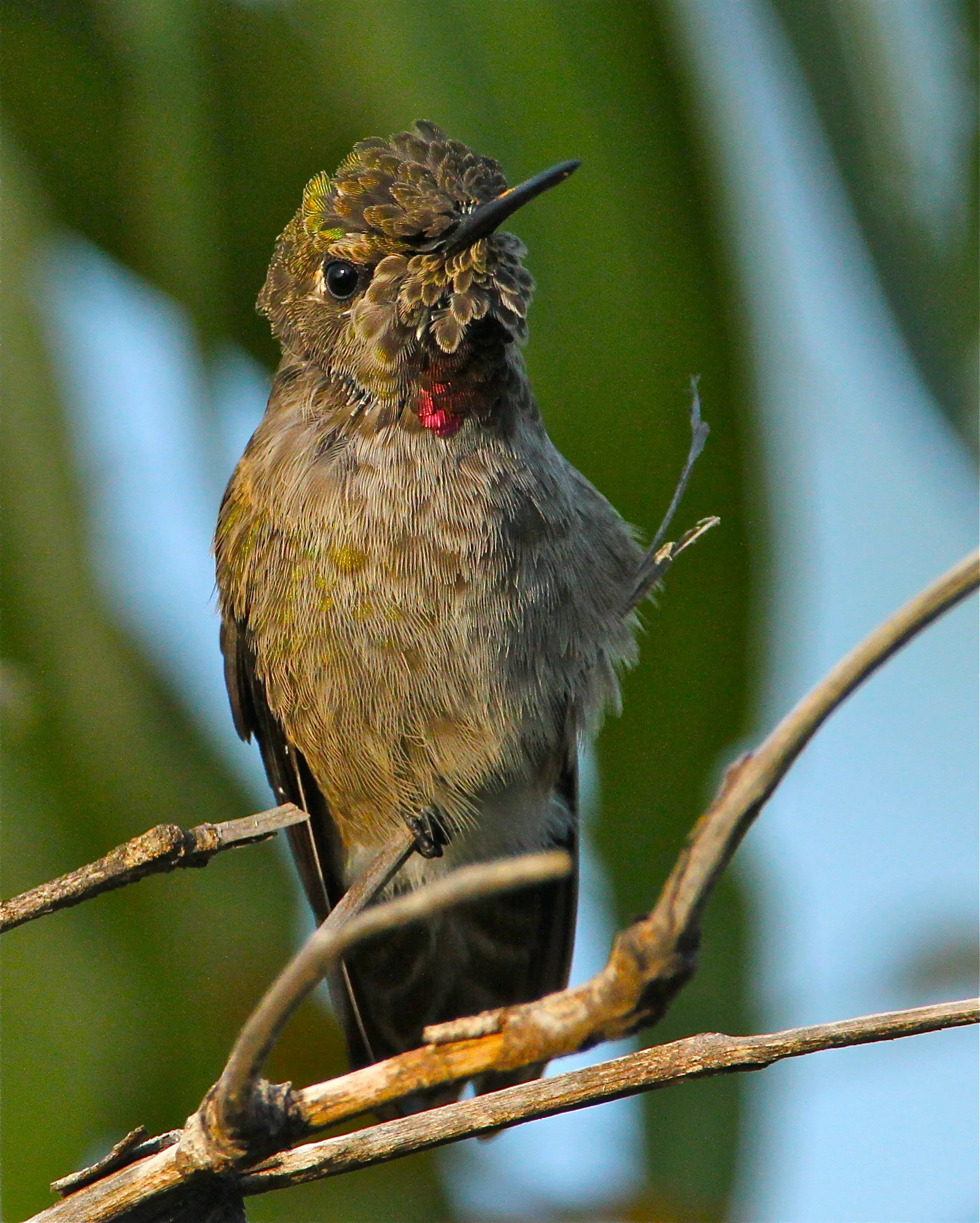  Anna's Hummingbird, Bolsa Chica 