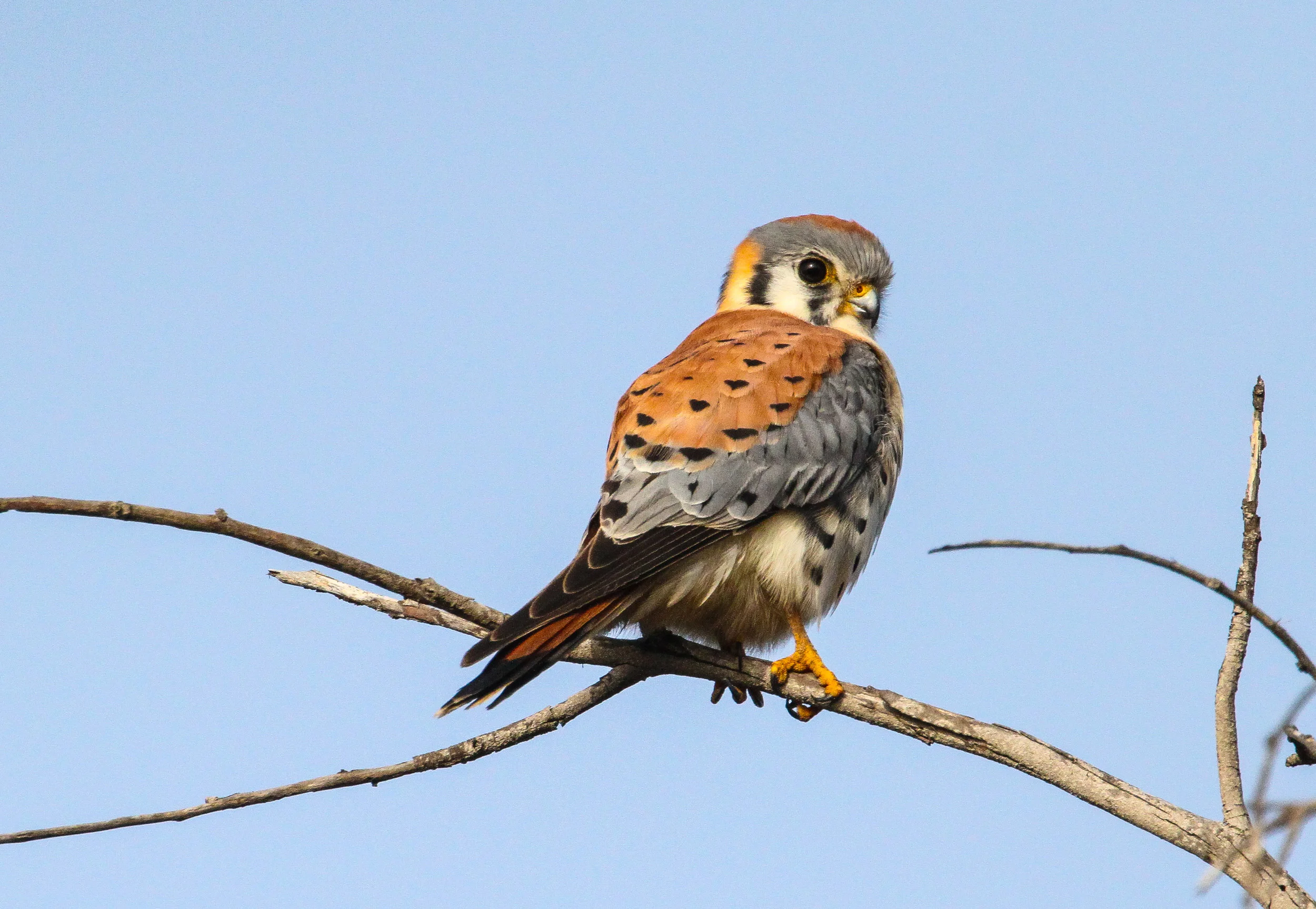  American Kestrel, Bolsa Chica 