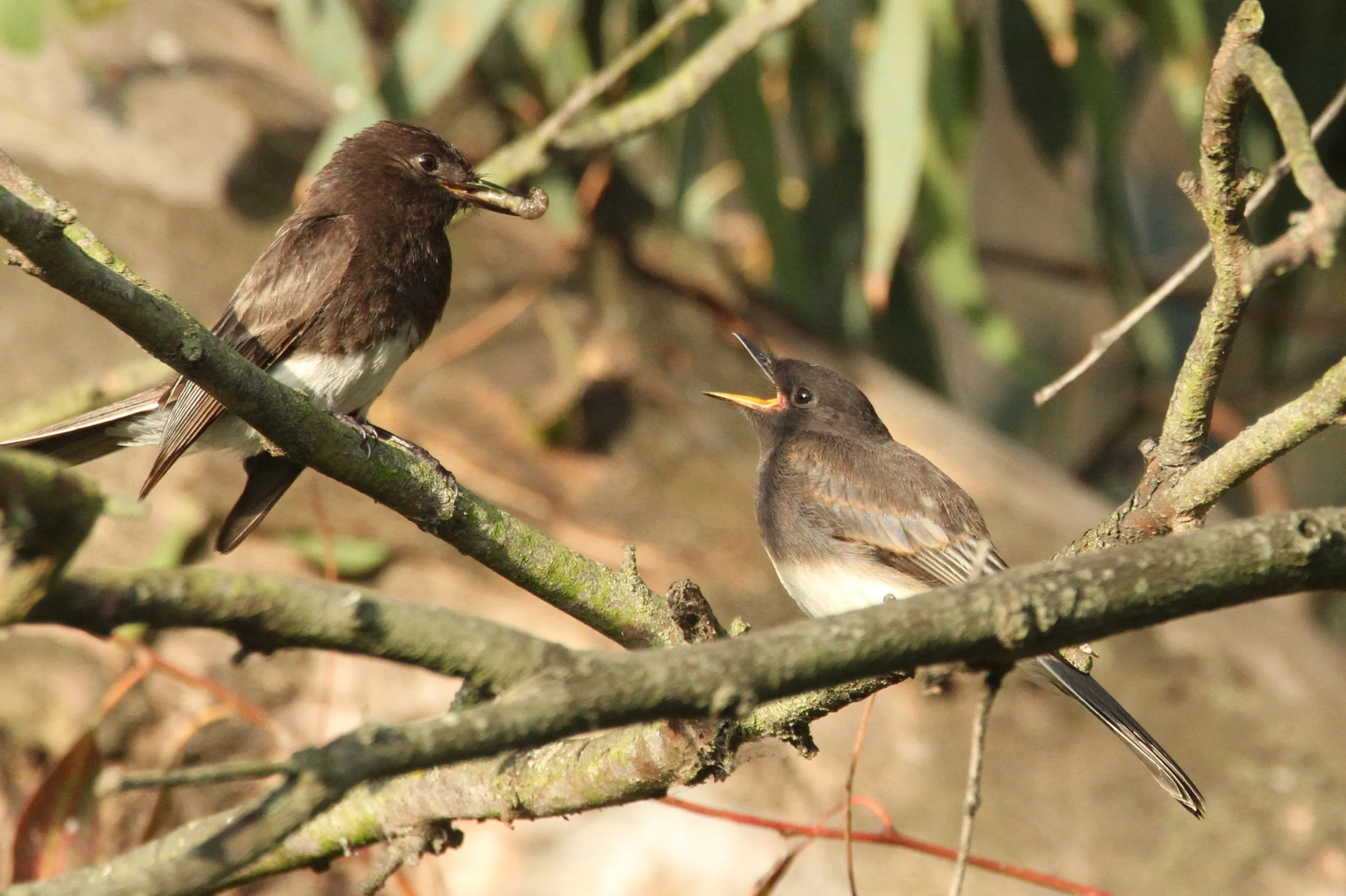  Black Phoebe mom feeding her chick a grub, Central Park 