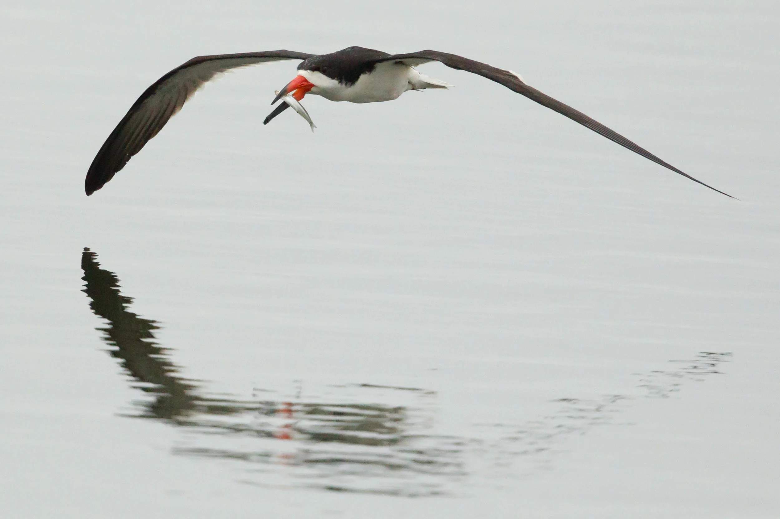  Black Skimmer, catching a fish in Bolsa Chica 