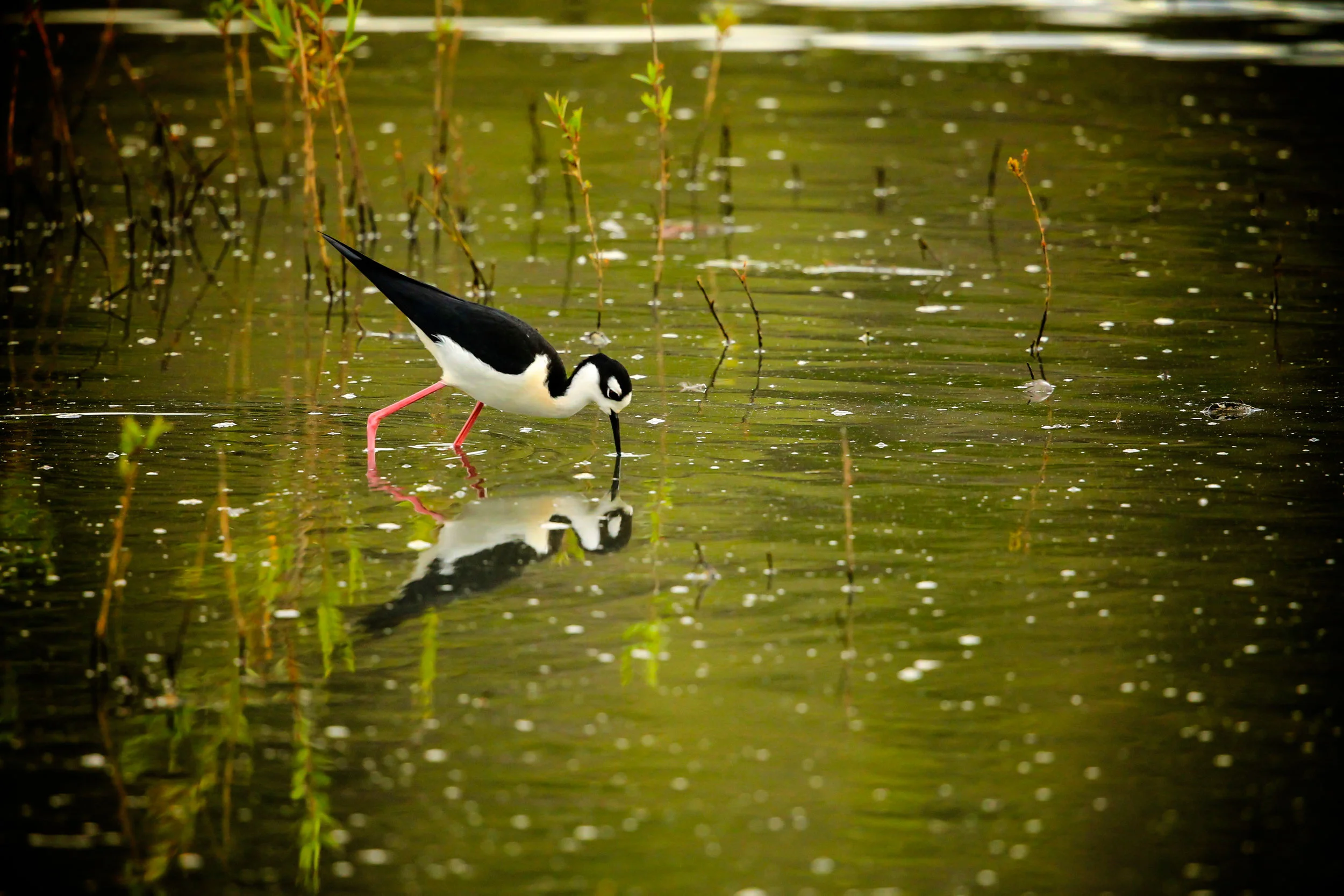  Black-necked Stilt, Central Park 