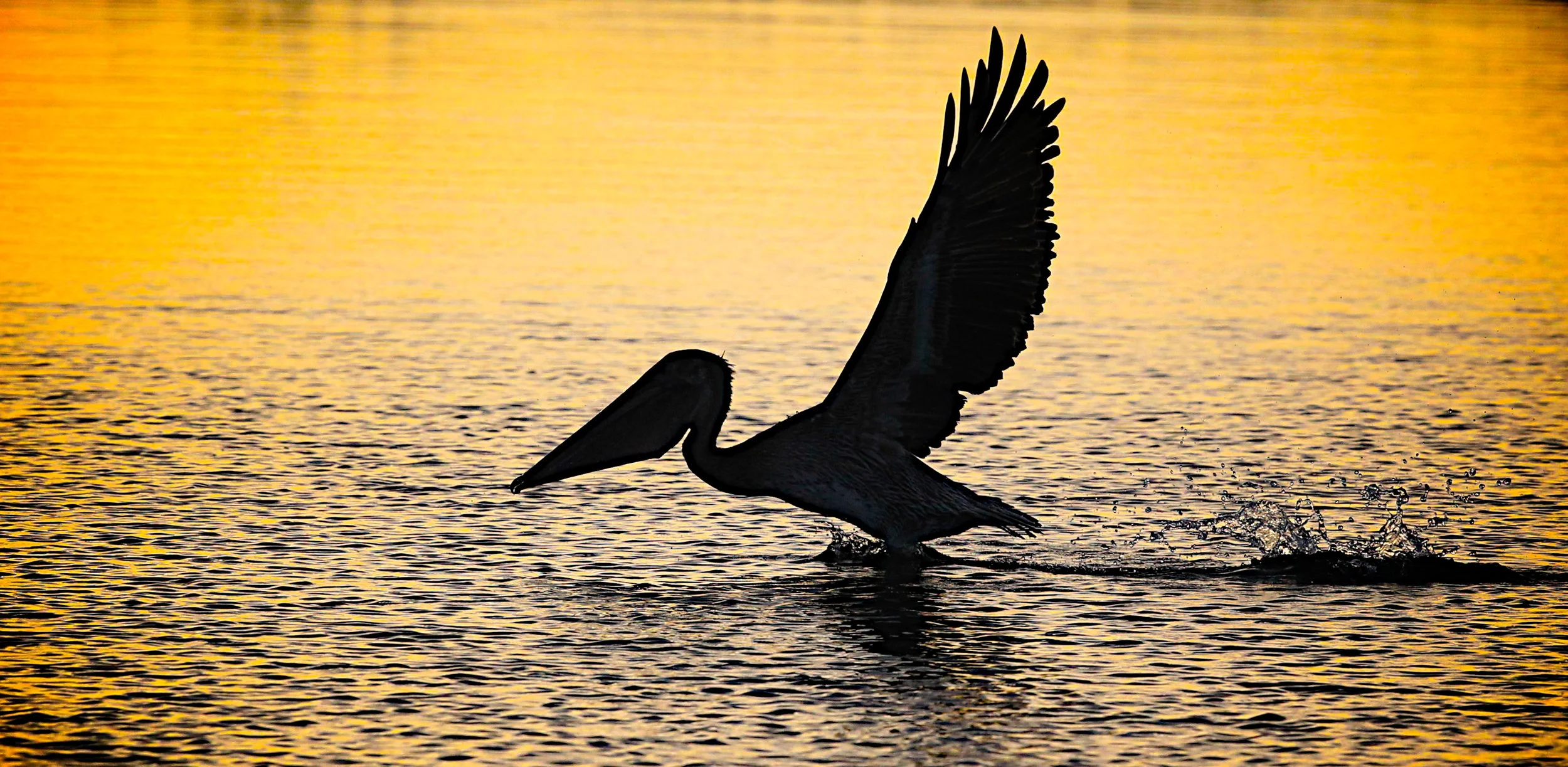  Brown Pelican at sunrise in Bolsa Chica 