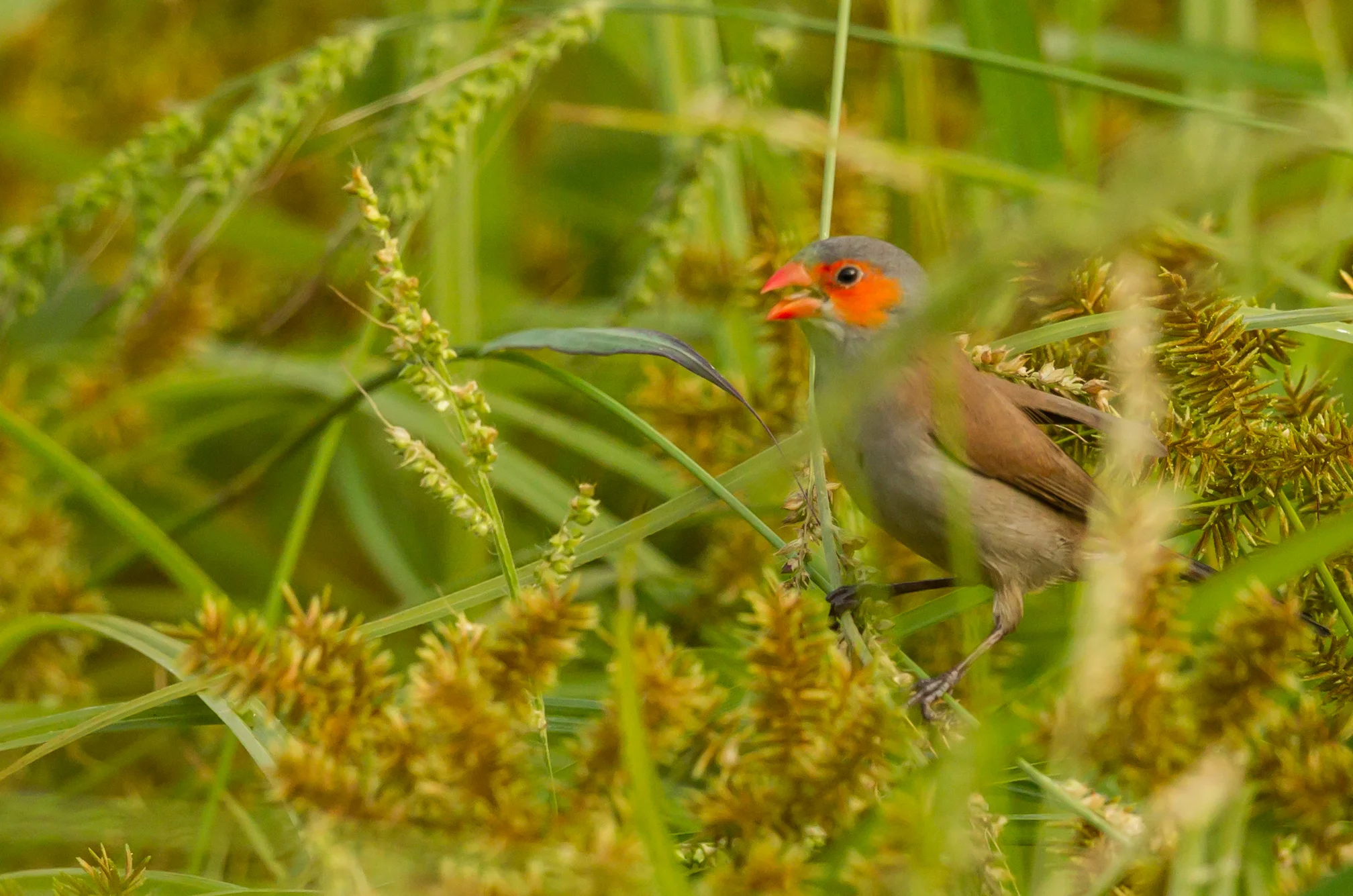  Common Waxbill, in the finch family. Observed in Hawaii. But &nbsp;photographed this bird &nbsp;in Central Park. 