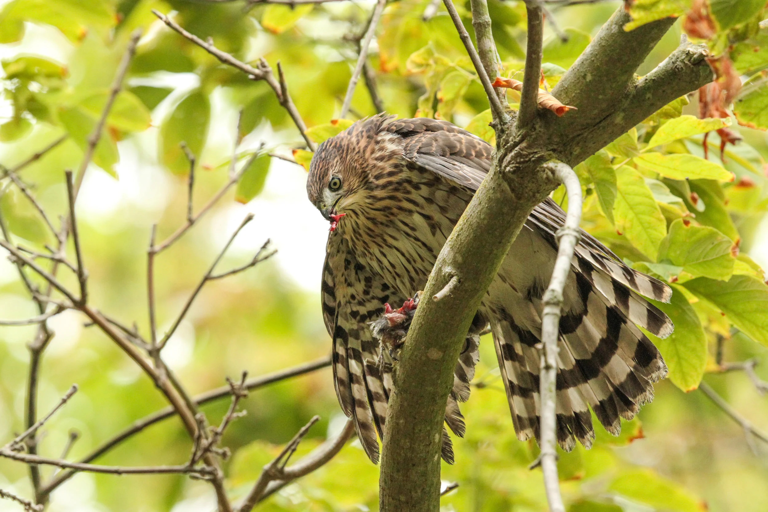  Coopers Hawk having lunch of a small bird, Central Park. 