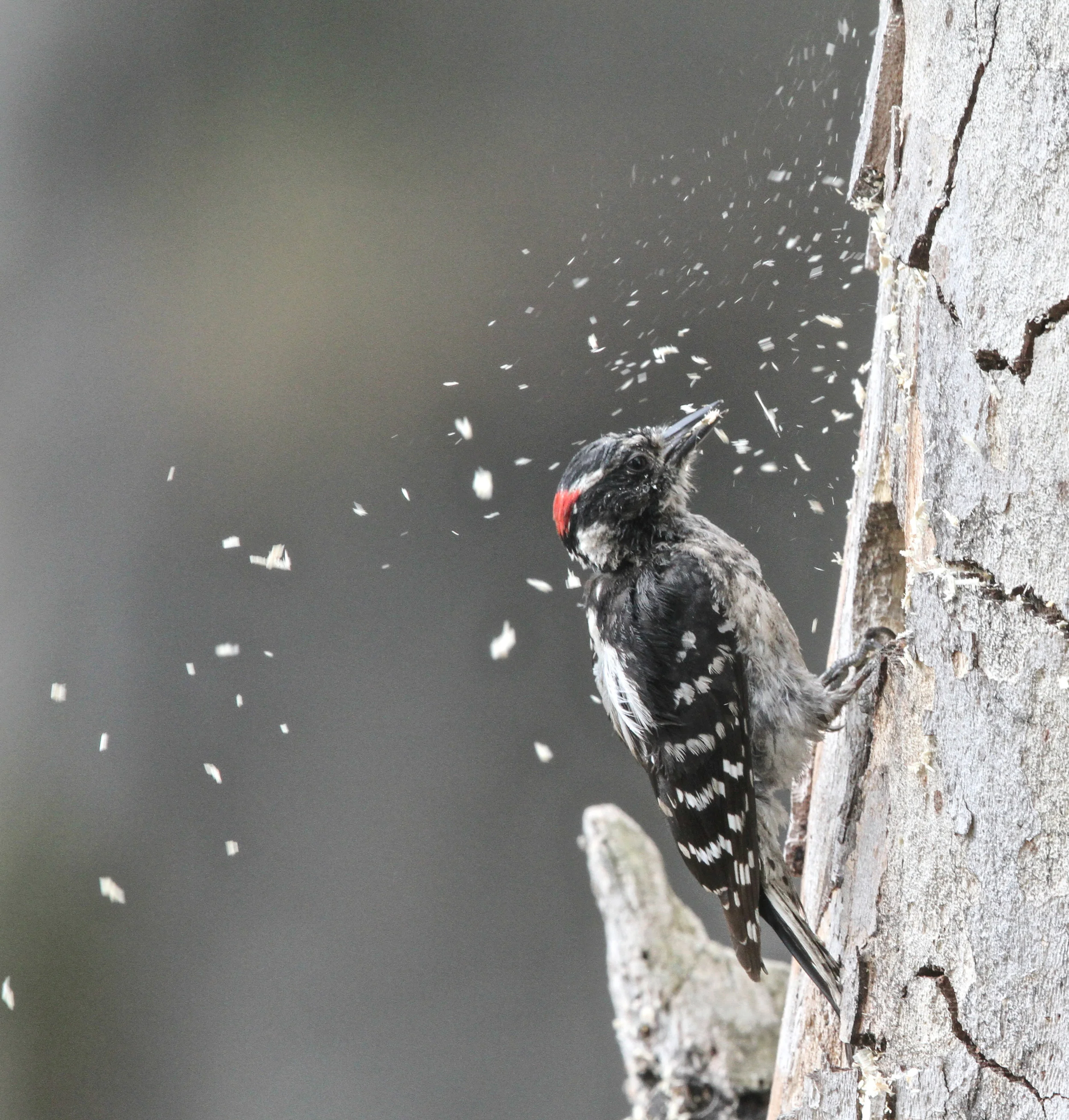  Downy Woodpecker (m) enlarging his home for nesting, Central Park 