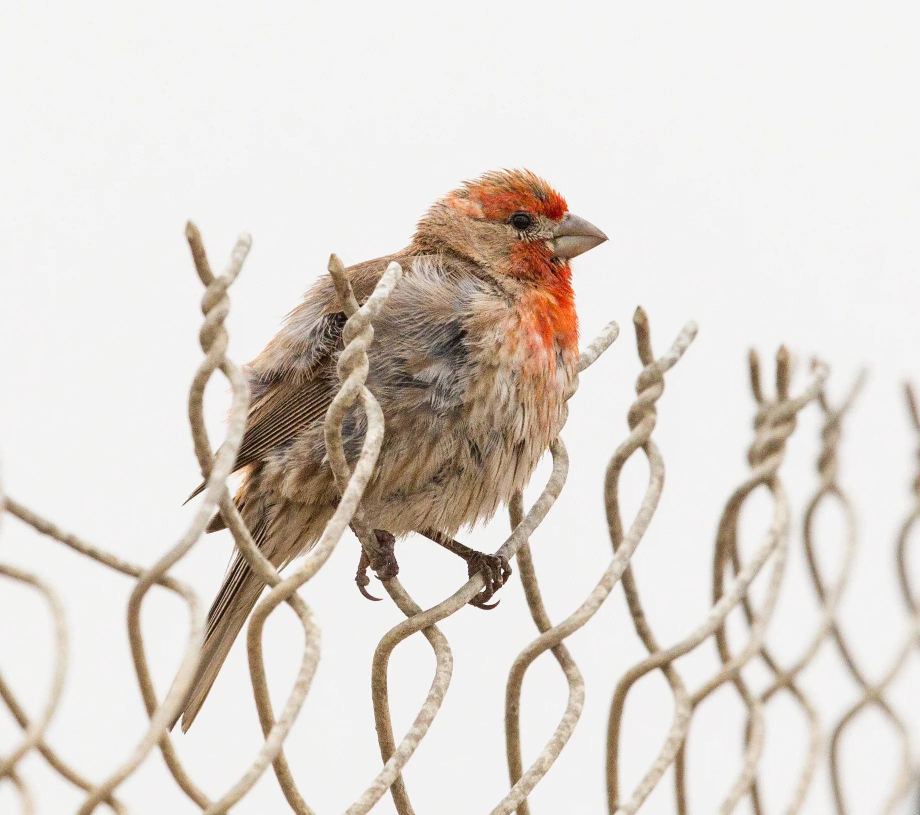  House Finch,(m) showing off his mating colors, Bolsa Chica 
