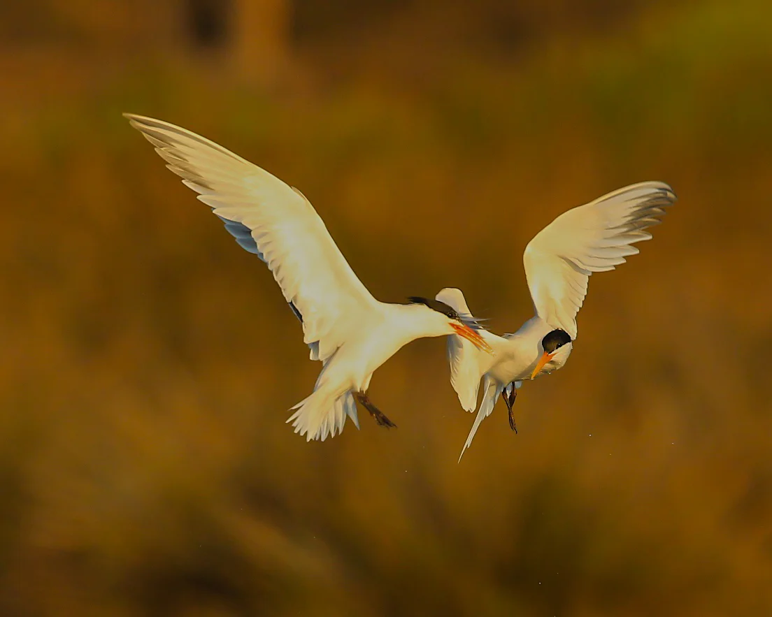  Forster Terns, Bolsa Chica. Thousands arrive here in spring, mate, raise their chicks and are all gone by end of summer. 