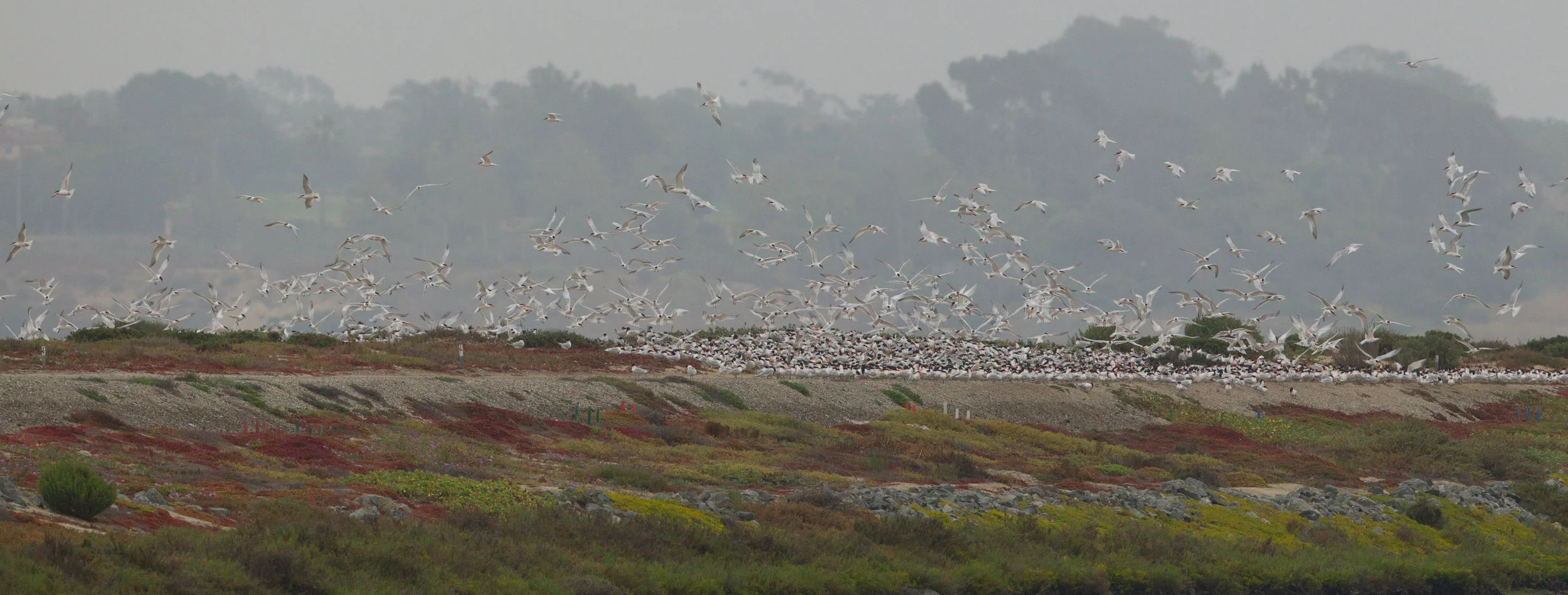  Bolsa Chica and thousands of terns from spring until end of summer. 