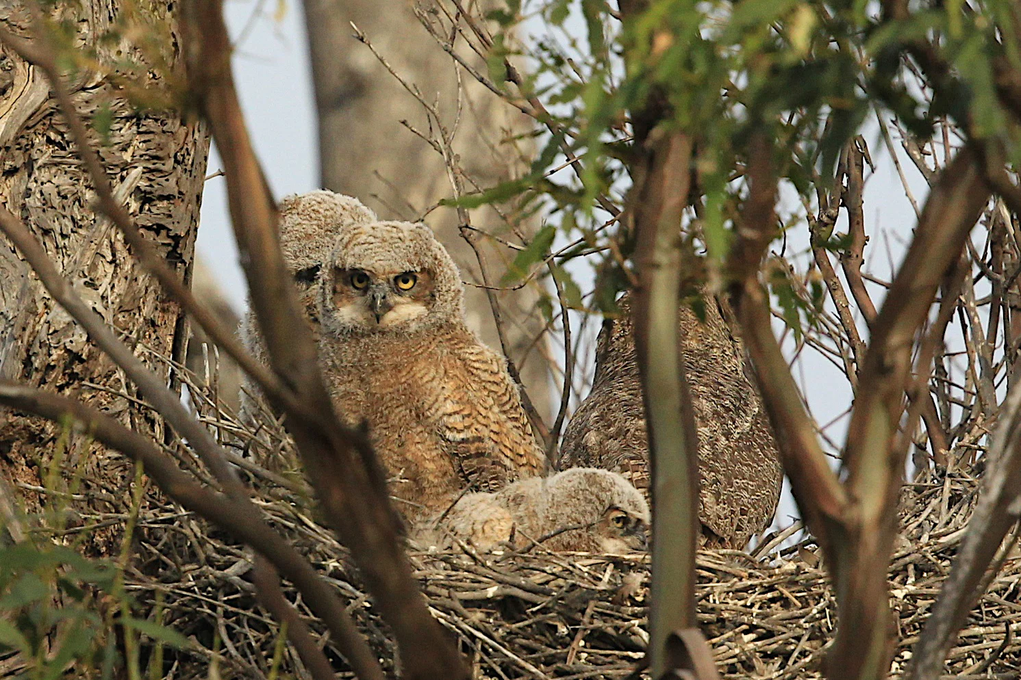  Great Horn Owlets in Bolsa Chica.&nbsp; 