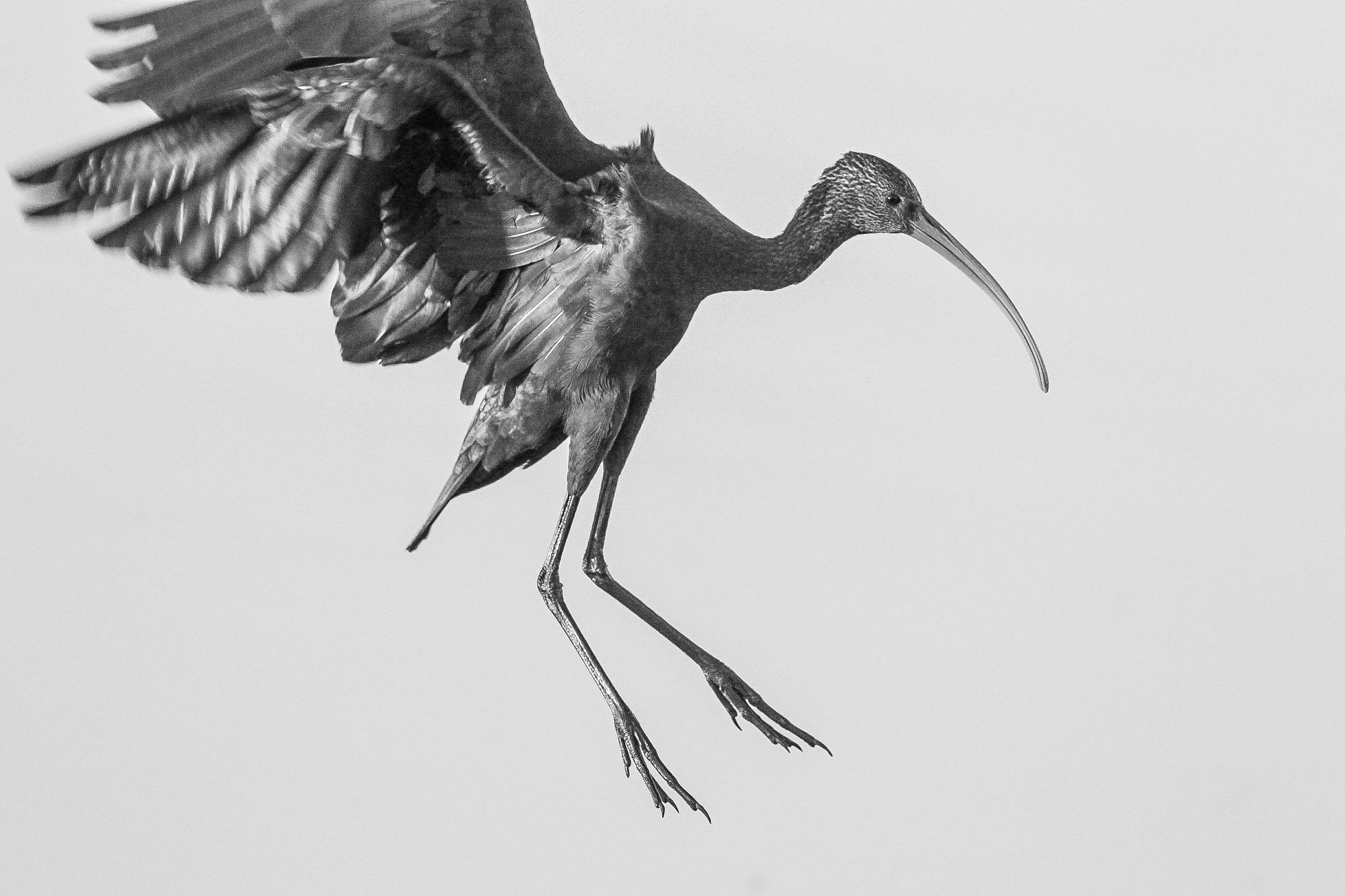  White-faced Ibis, Central Park 