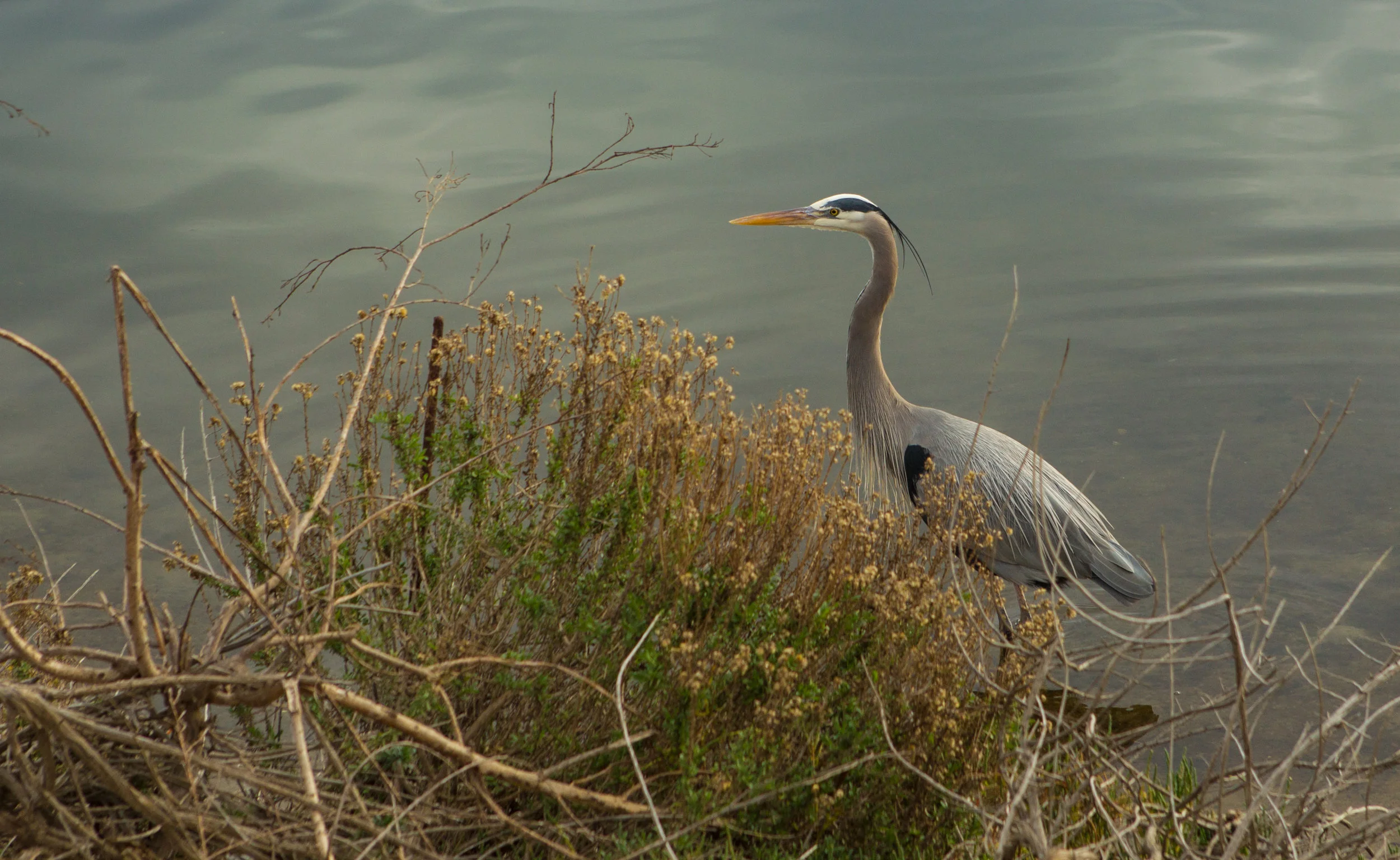  Great Blue Heron in Central Park 