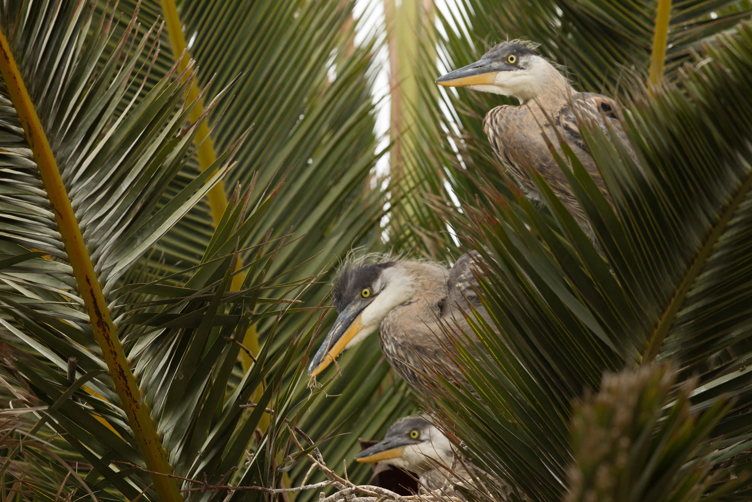  Three baby Great Blue Herons in a nest high in a palm tree in Bolsa Chica. 