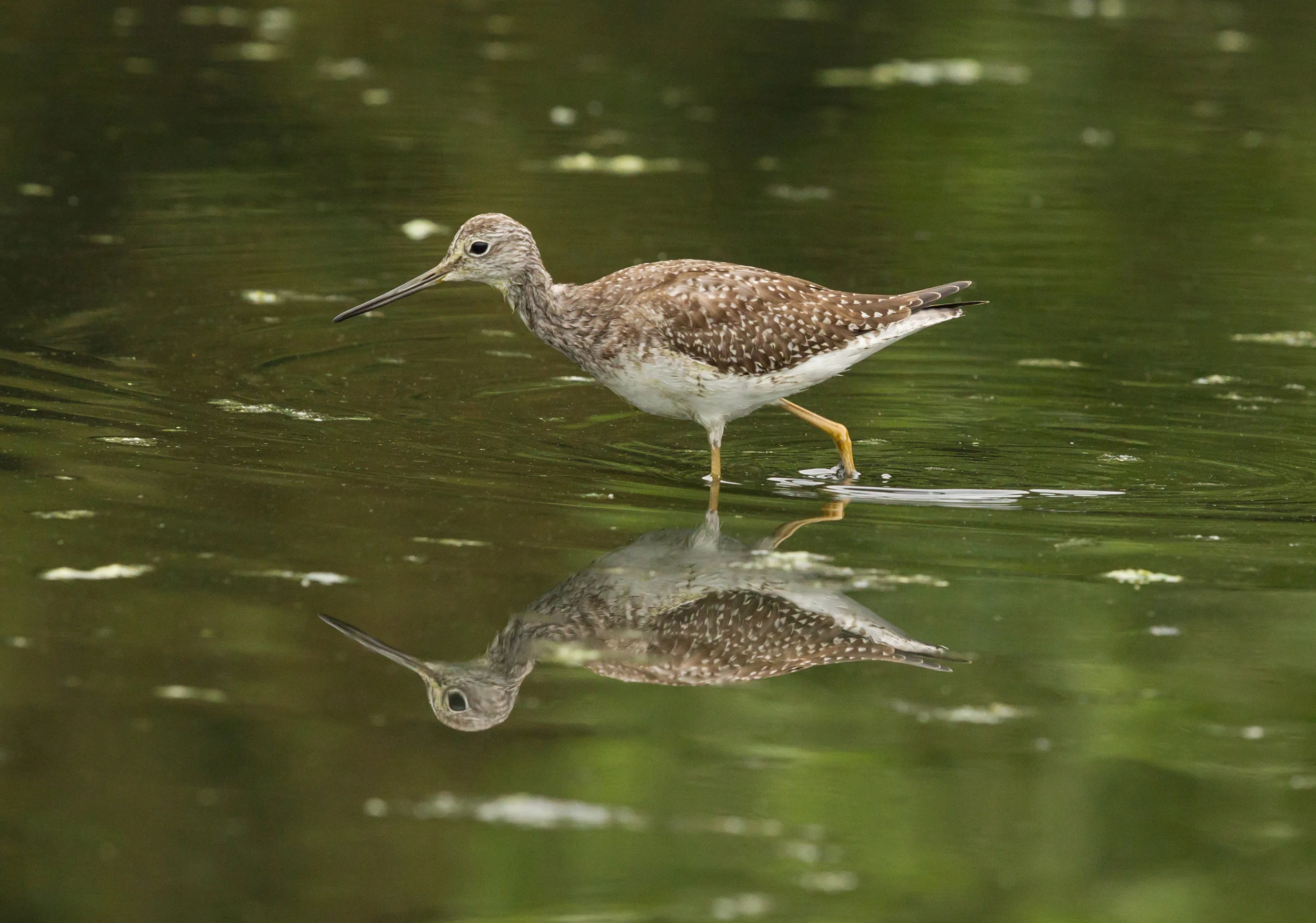  Greater Yellowlegs, Central Park. Love getting photos with reflections. 